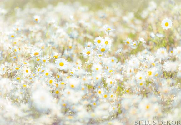 8-994_daisies_web.jpg