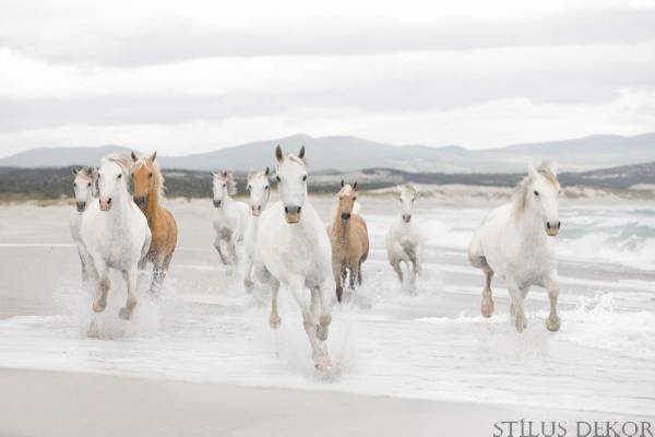 8-986_white_horses_ma.jpg