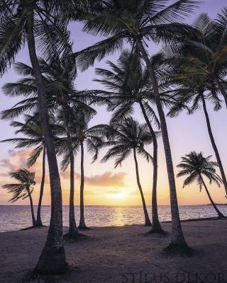 sh022-vd2_palmtrees_on_beach_web.jpg