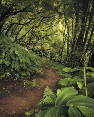 sh029-vd2_the_path_web.jpg