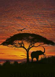 Vol.15 African Sunset