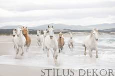  White Horses