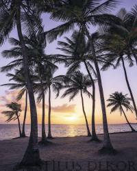 Stefan Hefele Palmtrees on Beach